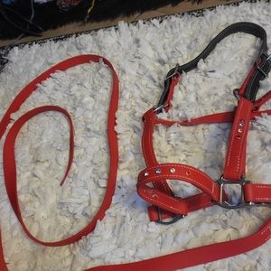 Beta Biothane breakawaw halter and 6' lead